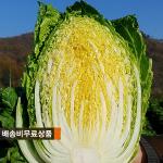 [2024년 절임배추 사전예약][밥보다옥수수]청정 괴산절임배추 10kg / 20kg