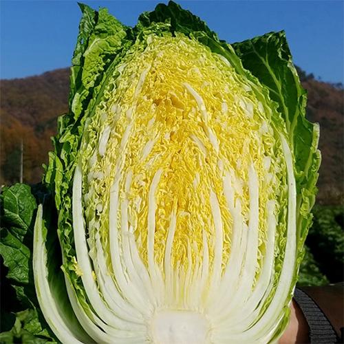 [2026사전예약] 밥보다옥수수의 청정 괴산절임배추 (10-20kg)