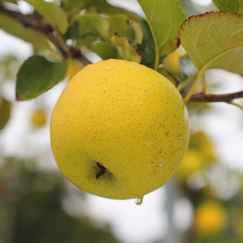 [스피노자농원]새콤달콤 황금사과 (시나노골드 5-10kg)