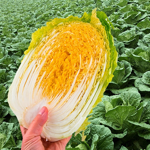 [2025사전예약][서빈농원]괴산 황금절임배추 20kg