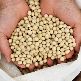 [풍창농장] 괴산 햇 백태 (1kg/8kg)