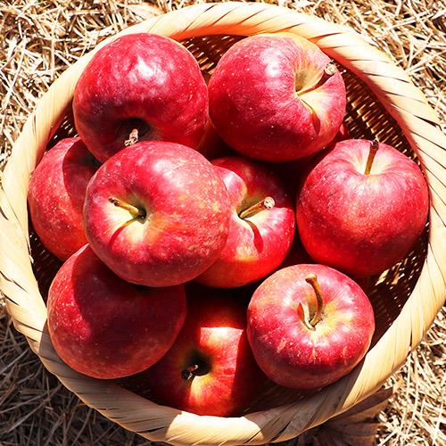 [가을농원]2025 루비에스 미니사과