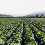 [2025년] 절임배추 사전예약][밤나무골농원]괴산절임배추20kg