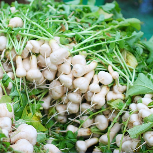 [2025년][기석이네농산]괴산 절임알타리무10KG