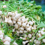 [2025사전예약][기석이네농산]괴산 절임알타리무10KG