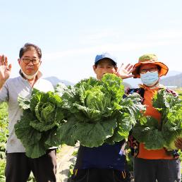 [2024년 절임배추 사전예약][한가원] 괴산절임배추 20kg