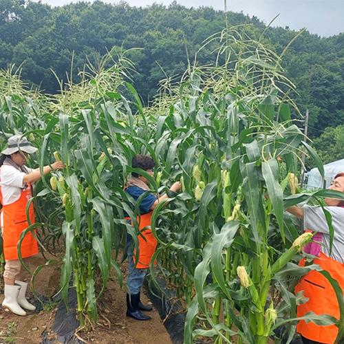 괴산장터 상품입니다