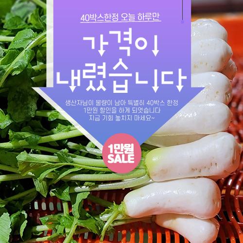 [깜짝특가][2025년][양달농장]절임알타리무 10kg