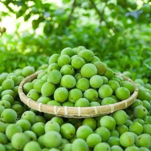 [효성자연농원] 괴산 청매실 10kg