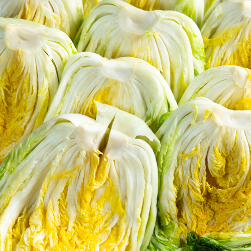 [2025사전예약][다온농장]괴산시골절임배추(20kg)