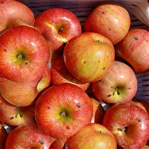 [주말특가][스피노자농원] 흠과/점박이 사과 10kg