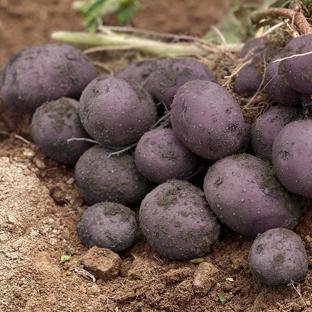 [클래식농원] 생식용 자영감자 (3kg/5kg/10kg)