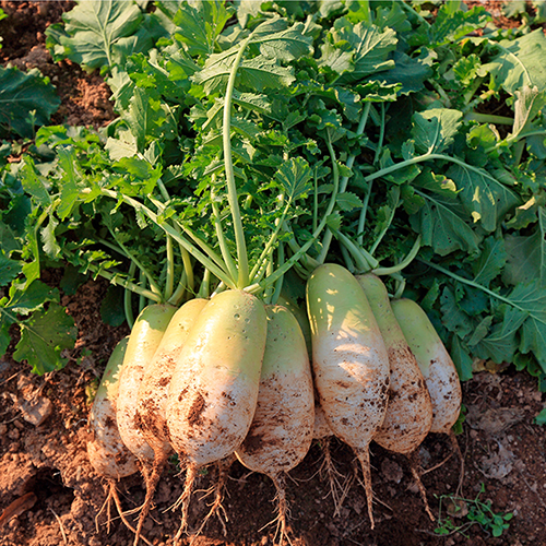 괴산장터 상품입니다