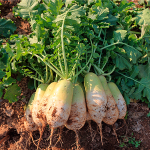 [2025년][기석이네] 무청달린 김장무 (10KG)