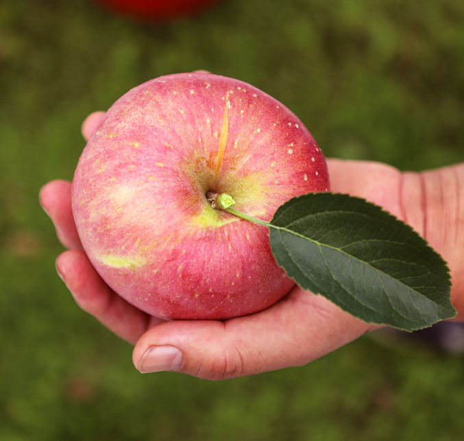 [단독특가][가래울농장]진한맛 햇사과 5kg (품종: 부사)_1