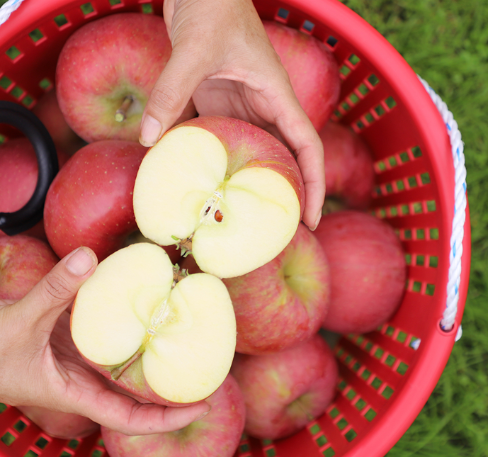 [단독특가][가래울농장]진한맛 햇사과 5kg (품종: 부사)