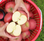 [단독특가][가래울농장]진한맛 햇사과 5kg (품종: 부사)