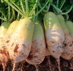 [2025년사전예약][청천장터] 세척한 동치미용 무우 10개