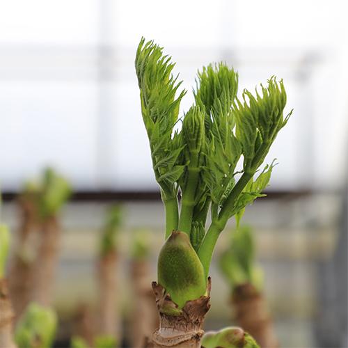 [유기농표고맘] 괴산 하우스 참두릅 (500g/ 1kg)_1