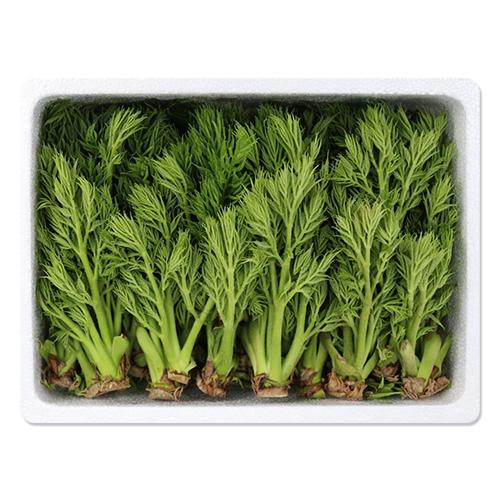 [유기농표고맘] 괴산 하우스 참두릅 (500g/ 1kg)