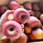 [가래울농장] 가정용 한입사과 10kg(품종: 부사)