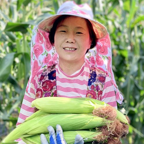 [2026사전예약] 호깜베기농원의 괴산대학찰옥수수 (30개)