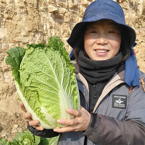 [2026사전예약] 호깜베기농원의 괴산절임배추 (20kg)