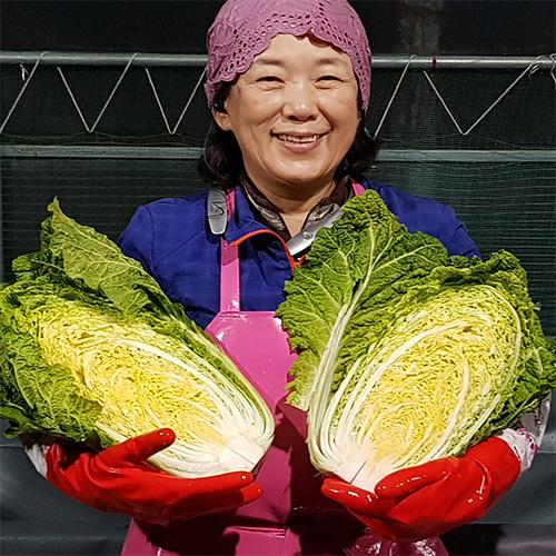 [2026년사전예약]지씨농가의 암탁배추로 절인 괴산절임배추 (10-20KG)