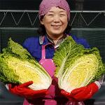 [2026년사전예약]지씨농가의 암탁배추로 절인 괴산절임배추 (10-20KG)