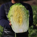 [2026년] 효성농원의 괴산절임배추 (20kg)